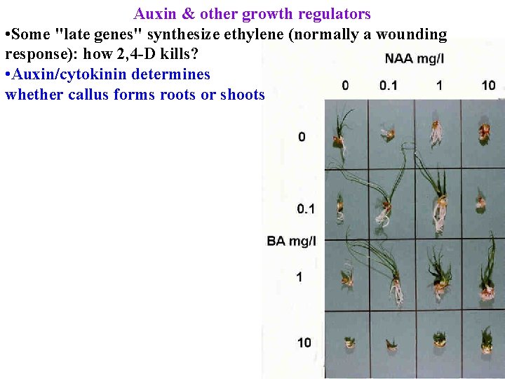 Auxin & other growth regulators • Some "late genes" synthesize ethylene (normally a wounding