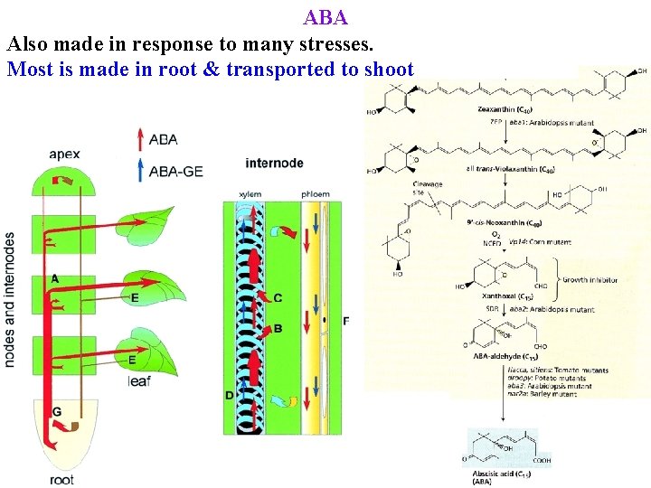 ABA Also made in response to many stresses. Most is made in root &
