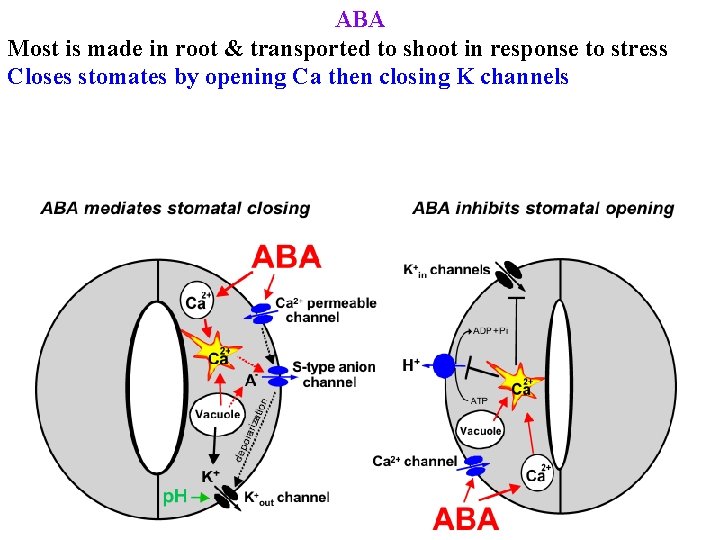 ABA Most is made in root & transported to shoot in response to stress