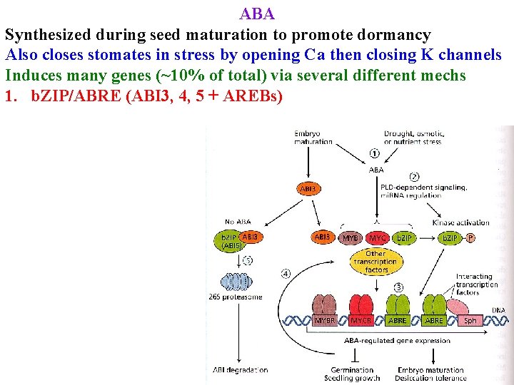 ABA Synthesized during seed maturation to promote dormancy Also closes stomates in stress by