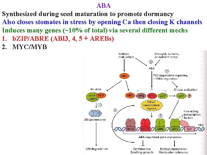 ABA Synthesized during seed maturation to promote dormancy Also closes stomates in stress by