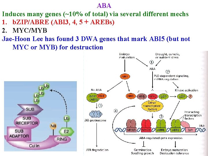 ABA Induces many genes (~10% of total) via several different mechs 1. b. ZIP/ABRE