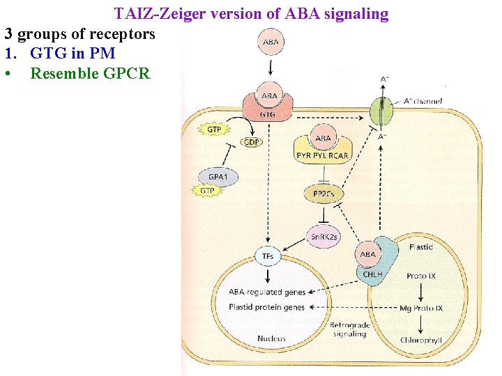 TAIZ-Zeiger version of ABA signaling 3 groups of receptors 1. GTG in PM •