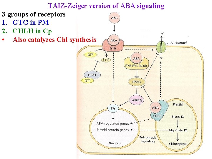 TAIZ-Zeiger version of ABA signaling 3 groups of receptors 1. GTG in PM 2.