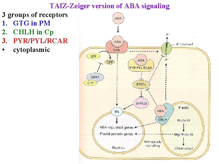 TAIZ-Zeiger version of ABA signaling 3 groups of receptors 1. GTG in PM 2.