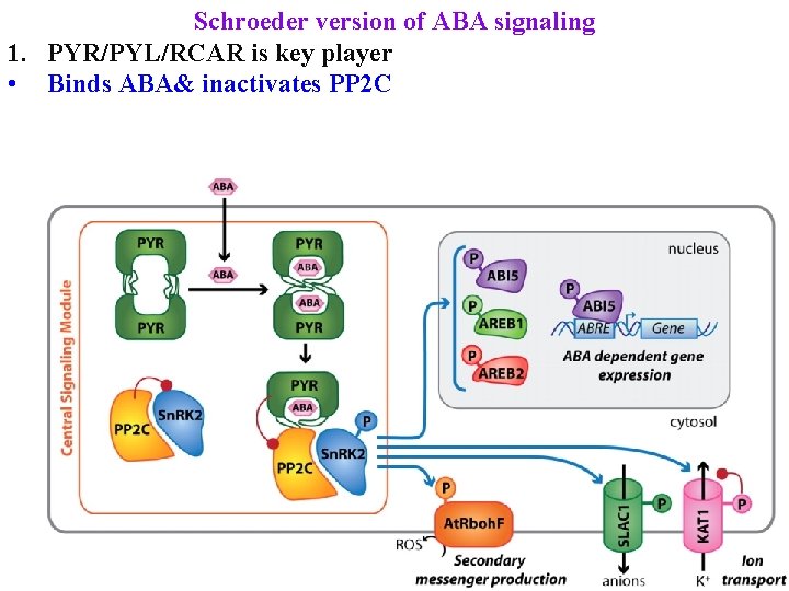 Schroeder version of ABA signaling 1. PYR/PYL/RCAR is key player • Binds ABA& inactivates