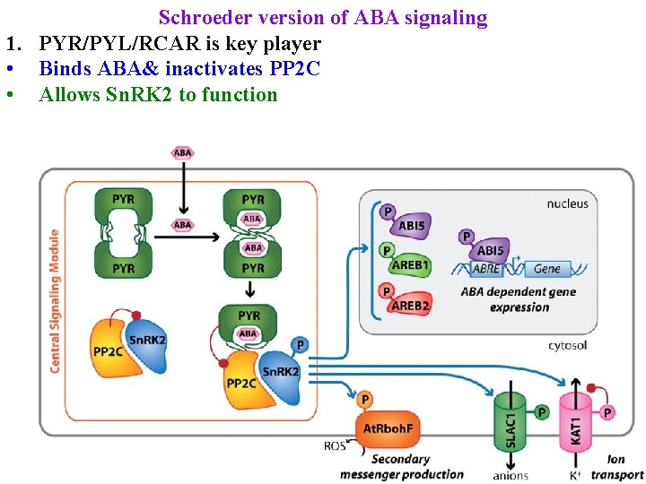 Schroeder version of ABA signaling 1. PYR/PYL/RCAR is key player • Binds ABA& inactivates