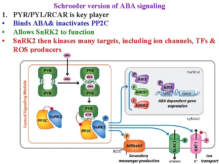 Schroeder version of ABA signaling 1. PYR/PYL/RCAR is key player • Binds ABA& inactivates