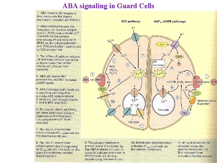 ABA signaling in Guard Cells 