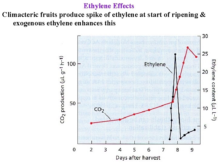 Ethylene Effects Climacteric fruits produce spike of ethylene at start of ripening & exogenous