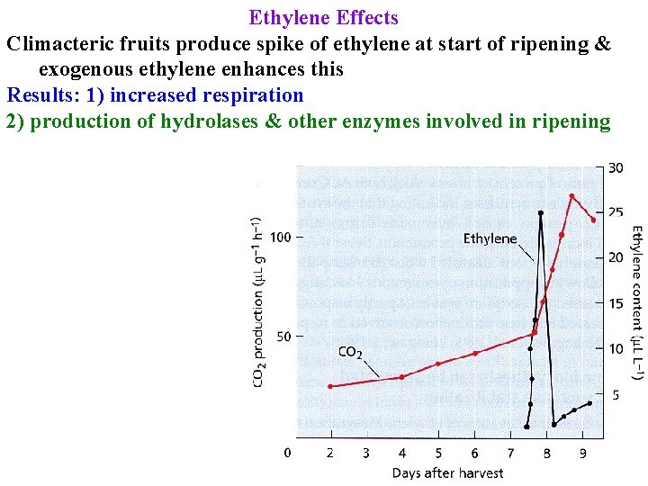 Ethylene Effects Climacteric fruits produce spike of ethylene at start of ripening & exogenous