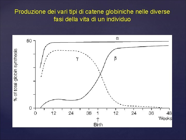 Produzione dei vari tipi di catene globiniche nelle diverse fasi della vita di un