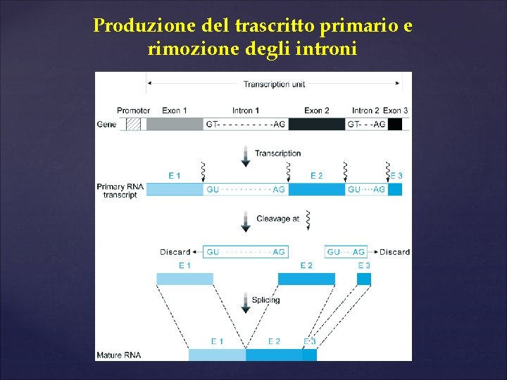 Produzione del trascritto primario e rimozione degli introni 