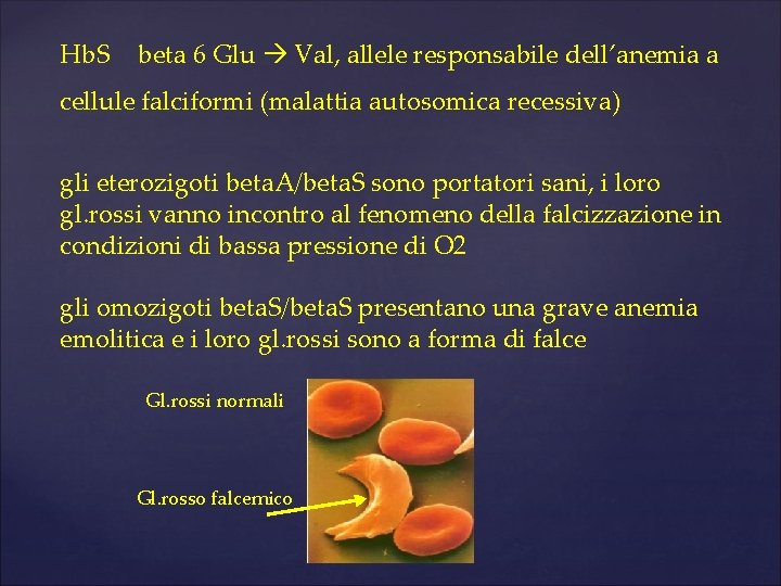 Hb. S beta 6 Glu Val, allele responsabile dell’anemia a cellule falciformi (malattia autosomica