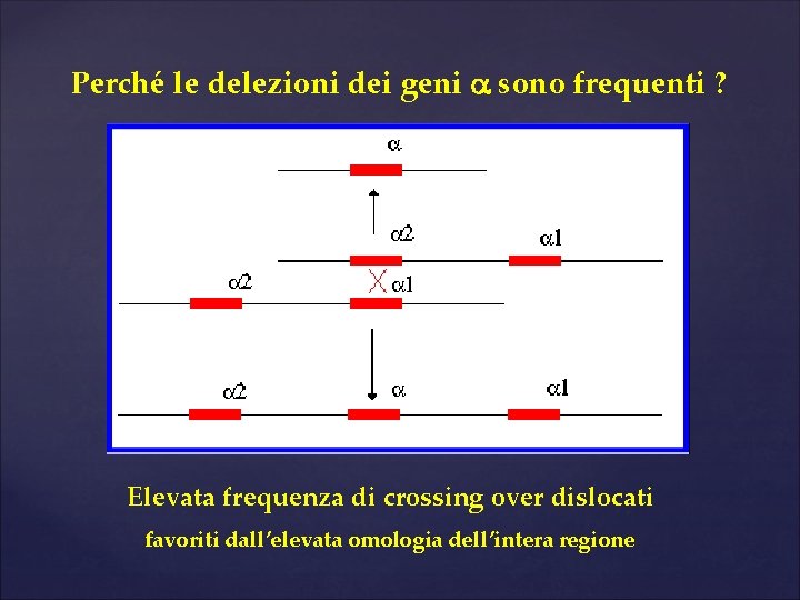 Perché le delezioni dei geni a sono frequenti ? Elevata frequenza di crossing over