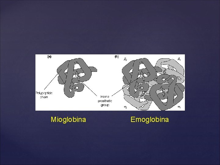 Mioglobina Emoglobina 