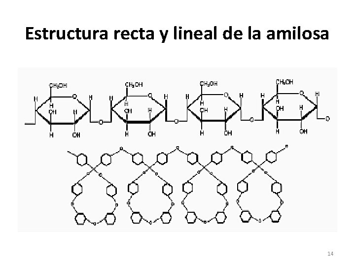 Estructura recta y lineal de la amilosa 14 