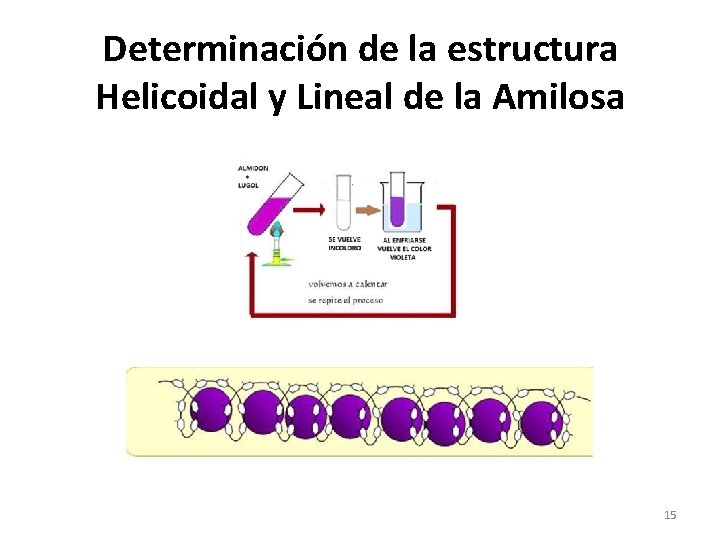 Determinación de la estructura Helicoidal y Lineal de la Amilosa 15 