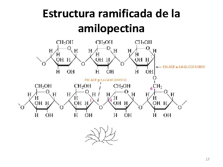 Estructura ramificada de la amilopectina 17 