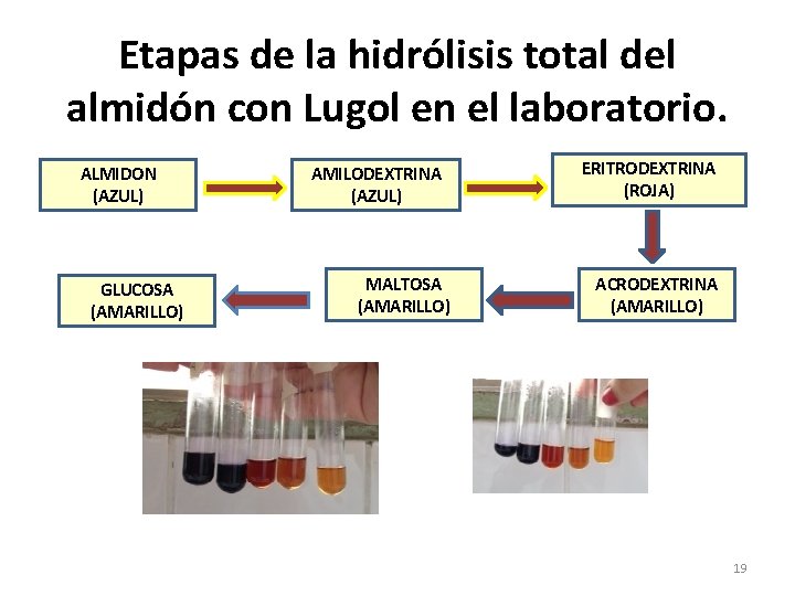 Etapas de la hidrólisis total del almidón con Lugol en el laboratorio. ALMIDON (AZUL)
