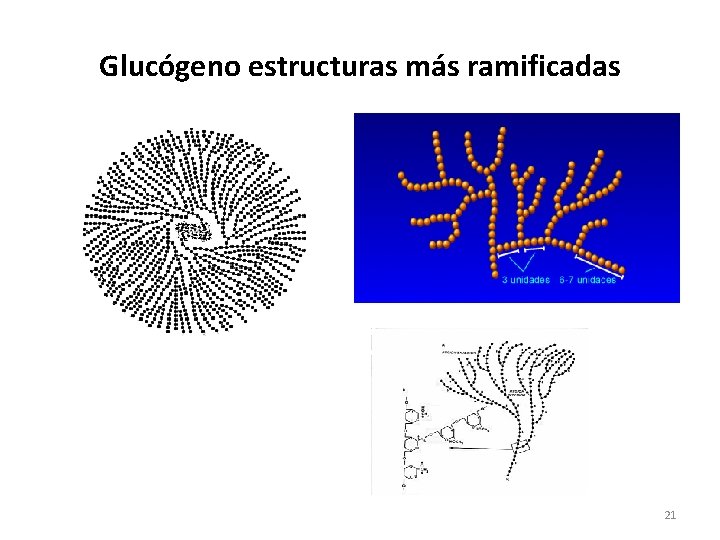 Glucógeno estructuras más ramificadas 21 