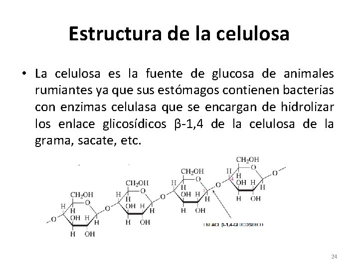 Estructura de la celulosa • La celulosa es la fuente de glucosa de animales