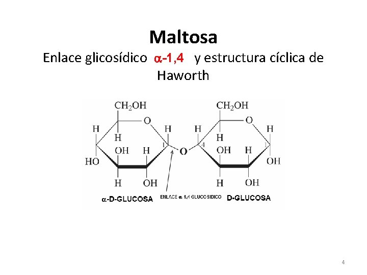 Maltosa Enlace glicosídico -1, 4 y estructura cíclica de Haworth 4 
