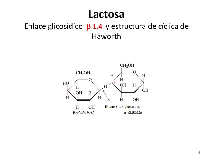 Lactosa Enlace glicosídico -1, 4 y estructura de cíclica de Haworth 6 