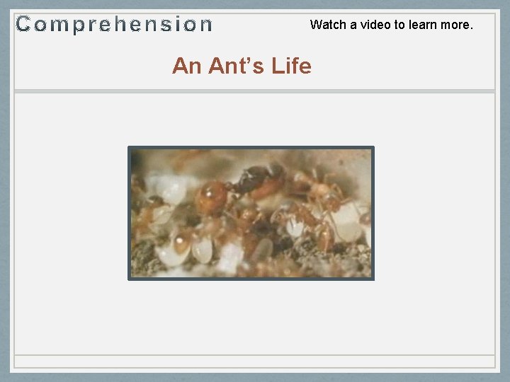 Watch a video to learn more. An Ant’s Life 