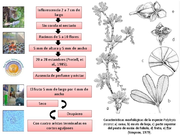 Inflorescencia 2 a 7 cm de largo Sin corola ni nectario Racimos de 5