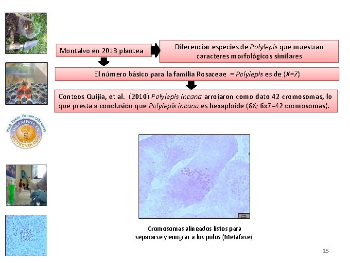 Montalvo en 2013 plantea Diferenciar especies de Polylepis que muestran caracteres morfológicos similares El