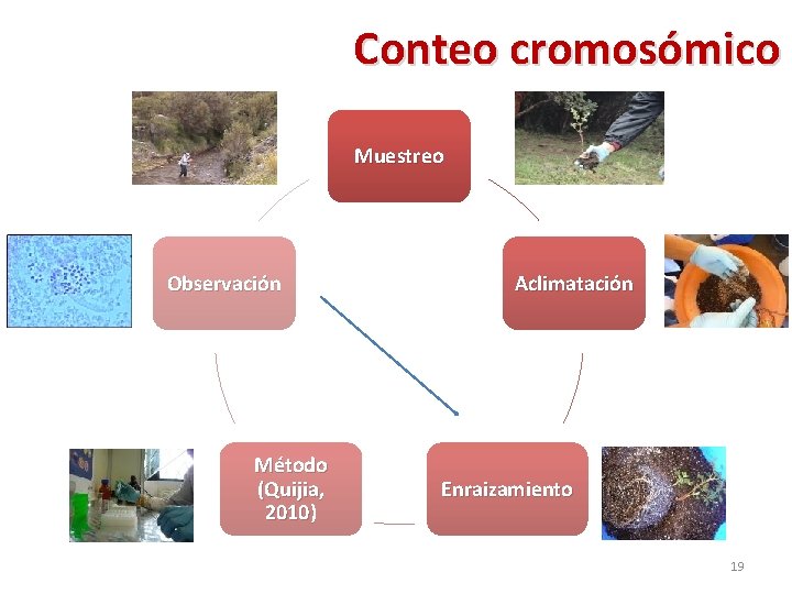 Conteo cromosómico Muestreo Observación Método (Quijia, 2010) Aclimatación Enraizamiento 19 