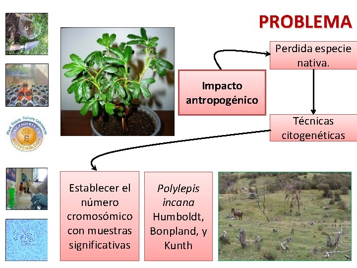 PROBLEMA Perdida especie nativa. Impacto antropogénico Técnicas citogenéticas Establecer el número cromosómico con muestras