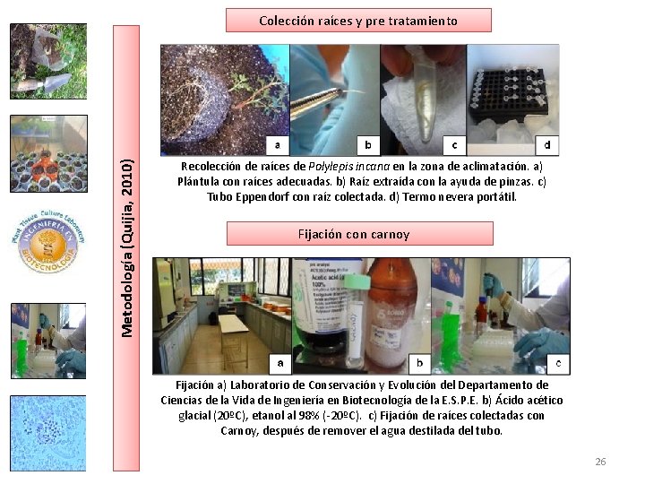 Metodología (Quijia, 2010) Colección raíces y pre tratamiento Recolección de raíces de Polylepis incana