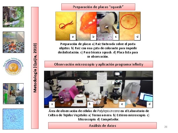 Metodología (Quijia, 2010) Preparación de placas “squash” Preparación de placas a) Raíz tinturada sobre