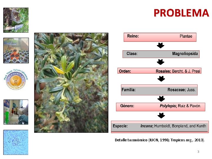PROBLEMA Detalle taxonómico (IUCN, 1998; Tropicos. org. , 2013). 3 
