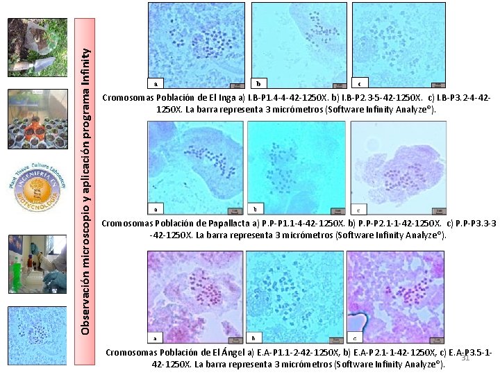 Observación microscopio y aplicación programa Infinity a b c Cromosomas Población de El Inga