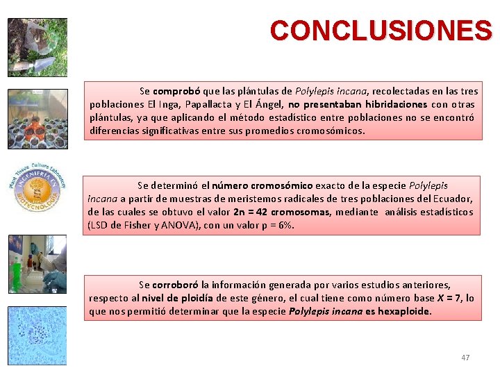 CONCLUSIONES Se comprobó que las plántulas de Polylepis incana, recolectadas en las tres poblaciones