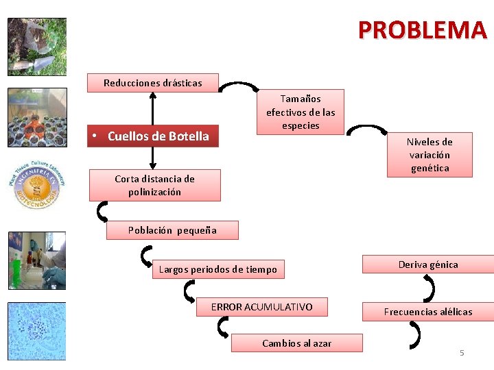 PROBLEMA Reducciones drásticas Tamaños efectivos de las especies • Cuellos de Botella Niveles de