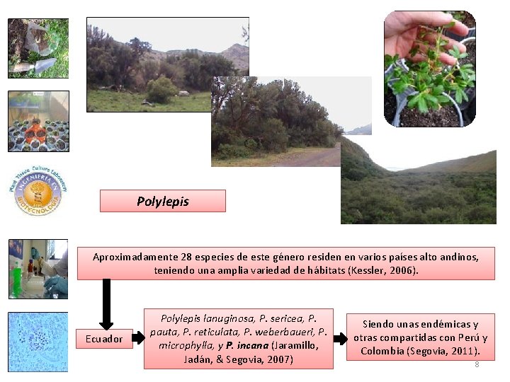 Polylepis Aproximadamente 28 especies de este género residen en varios países alto andinos, teniendo