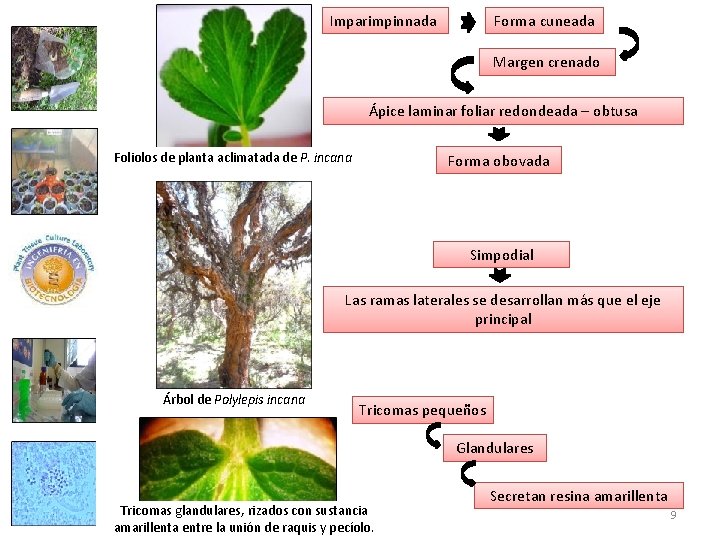 Imparimpinnada Forma cuneada Margen crenado Ápice laminar foliar redondeada – obtusa Foliolos de planta