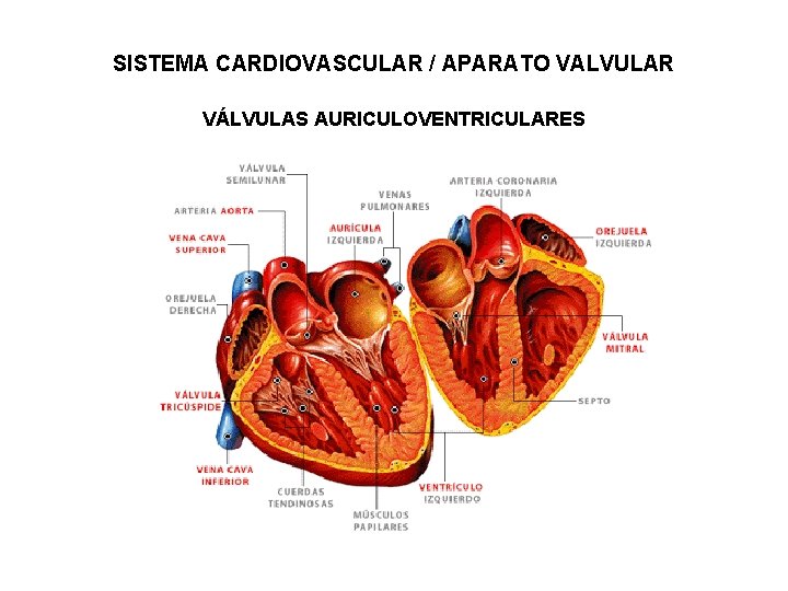 SISTEMA CARDIOVASCULAR / APARATO VALVULAR VÁLVULAS AURICULOVENTRICULARES 