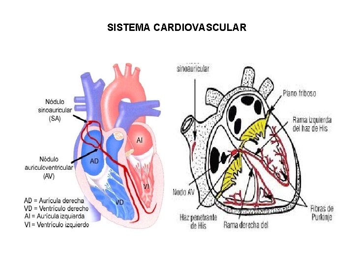 SISTEMA CARDIOVASCULAR 