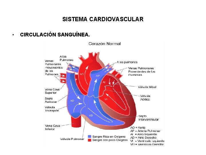 SISTEMA CARDIOVASCULAR • CIRCULACIÓN SANGUÍNEA. 