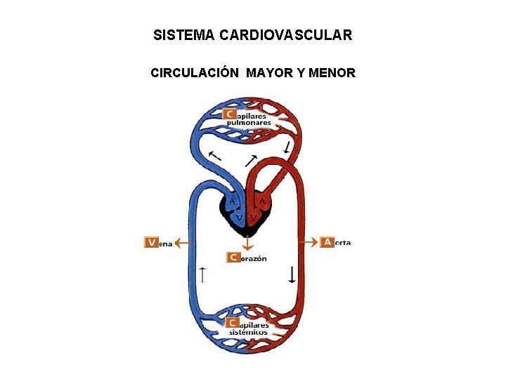 SISTEMA CARDIOVASCULAR CIRCULACIÓN MAYOR Y MENOR 