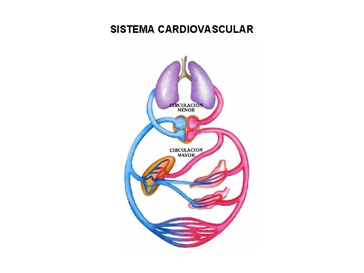 SISTEMA CARDIOVASCULAR 