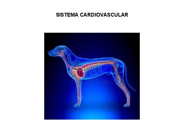SISTEMA CARDIOVASCULAR 