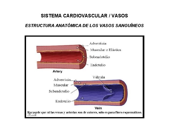 SISTEMA CARDIOVASCULAR / VASOS ESTRUCTURA ANATÓMICA DE LOS VASOS SANGUÍNEOS 