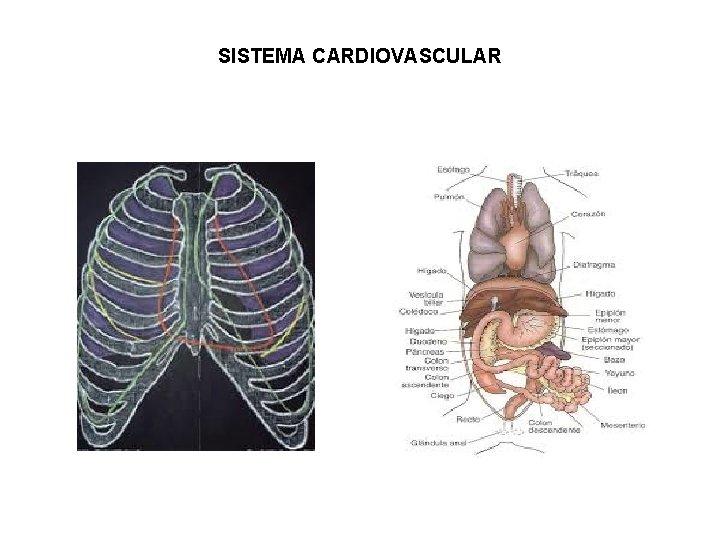 SISTEMA CARDIOVASCULAR 