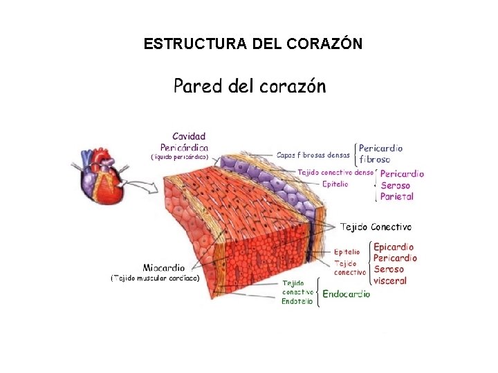 ESTRUCTURA DEL CORAZÓN 